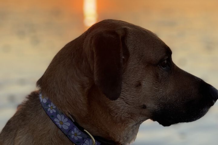Pet Friendly 87 of 87