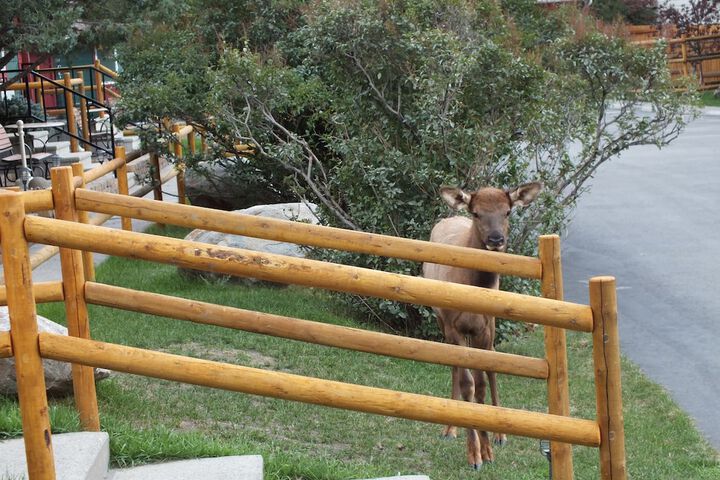 Yellowstone Gateway Inn