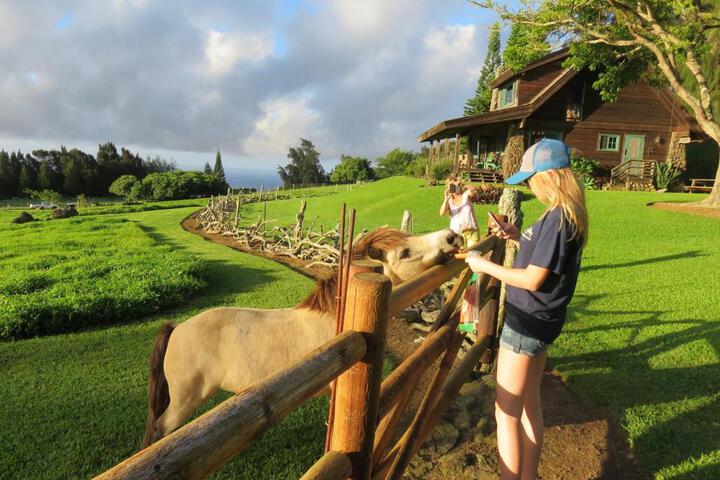 Kohala Lodge- Vacation Rental House