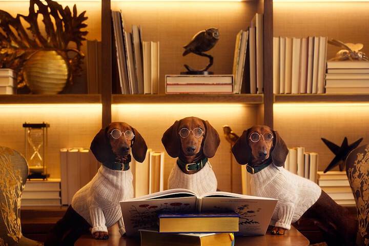 Pet Friendly 145 of 150