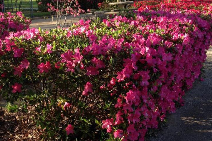 Dogwood Springs Lodgings