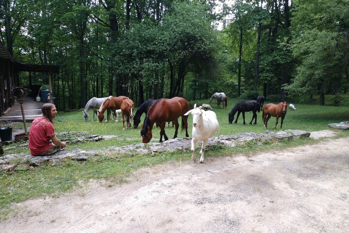 Arrowmont Stables & Cabins