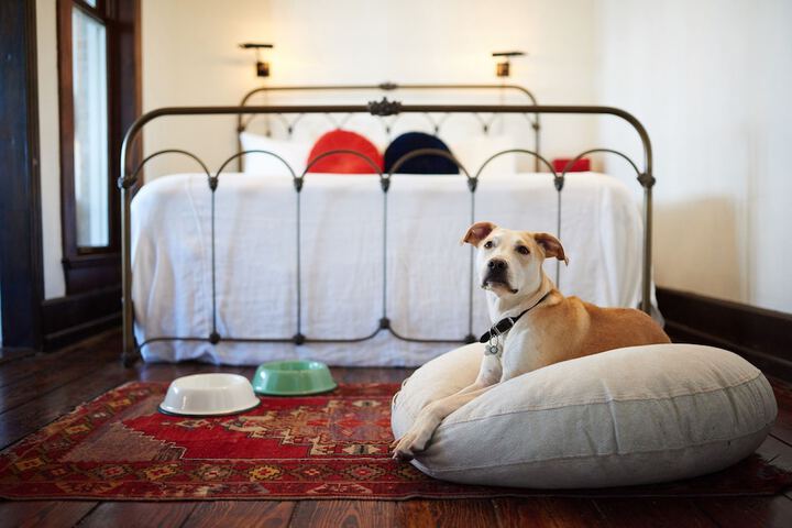 Pet Friendly 49 of 51