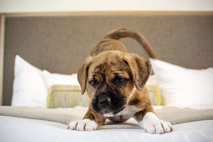 Pet Friendly 96 of 105