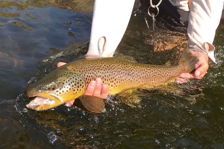 Gallatin River Lodge