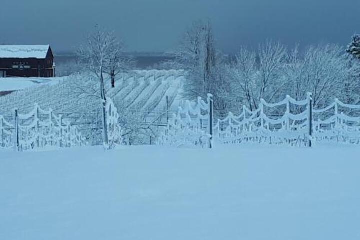 Raven Hill Vineyard