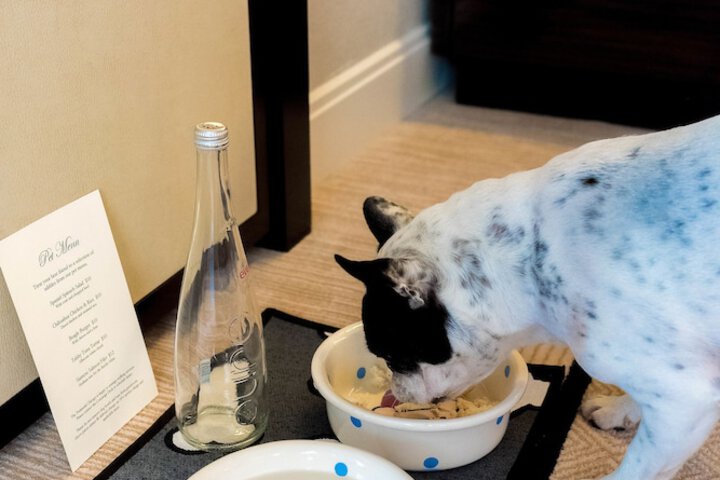 Pet Friendly 64 of 66