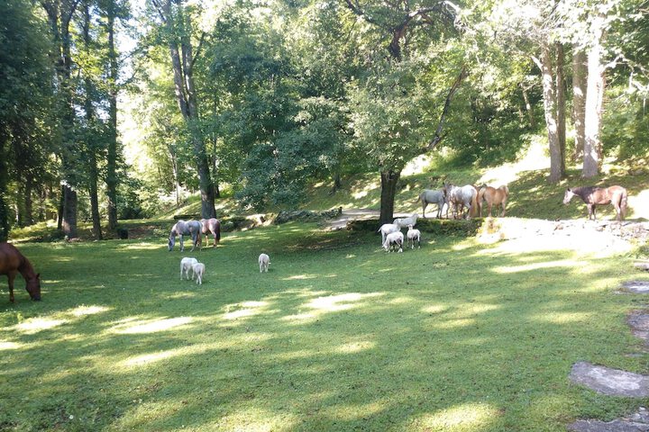 Arrowmont Stables & Cabins