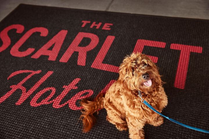 The Scarlet Lincoln, a Tribute Portfolio Hotel