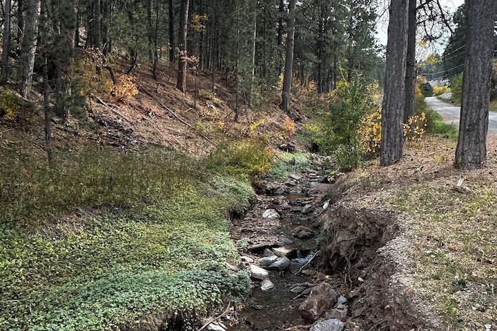 Ponderosa Pines