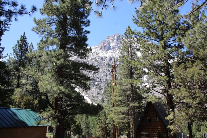 Whispering Pines