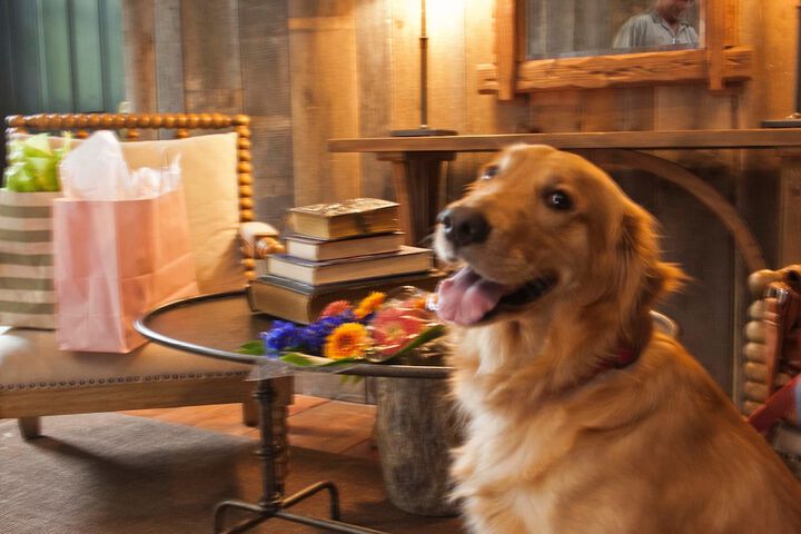 Pet Friendly 47 of 50