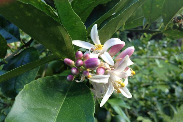 Heavenly Hana Paradise