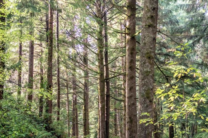 Salishan Coastal Lodge