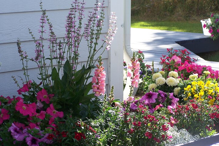 Denali Primrose B & B