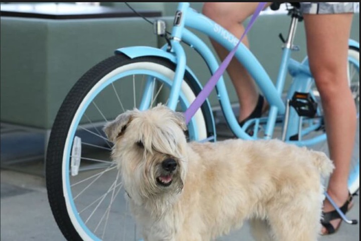 Pet Friendly 62 of 66