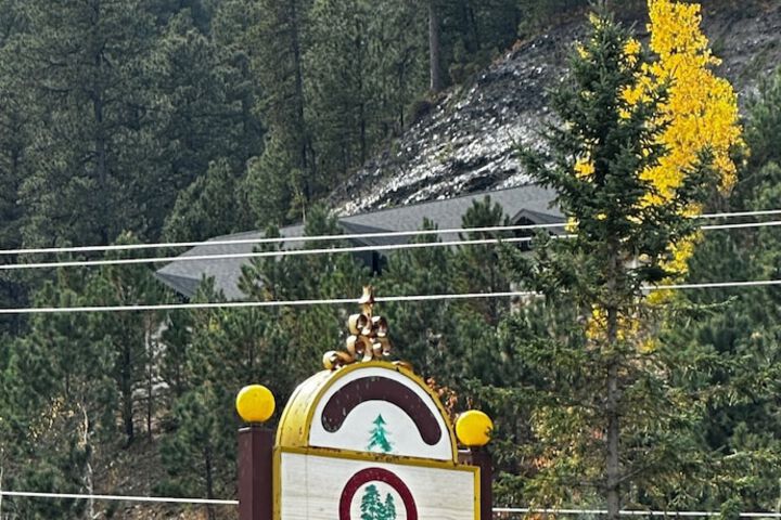 Ponderosa Pines
