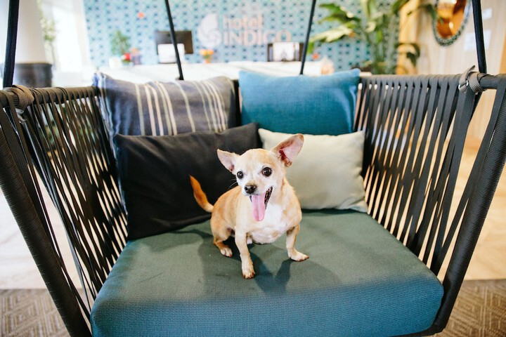 Pet Friendly 95 of 102