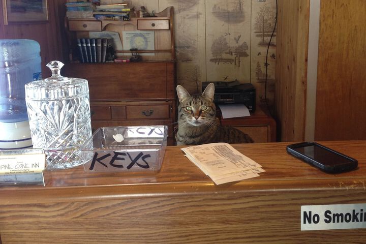 Pet Friendly 31 of 36