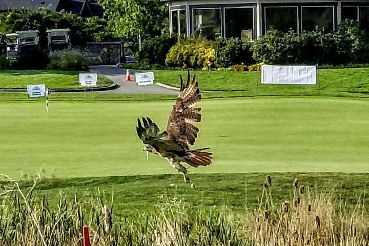 Golf 86 of 115