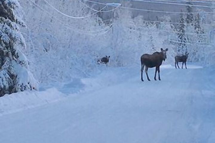 Fairbanks Moose Manor B & B