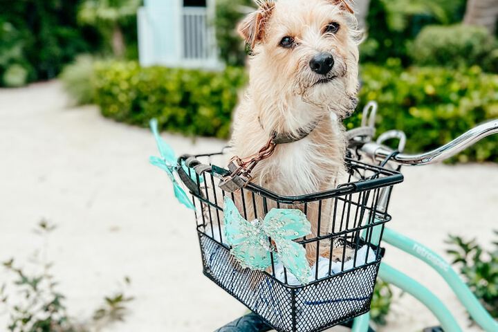 Pet Friendly 121 of 133