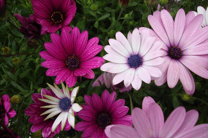 Daisys Guest House