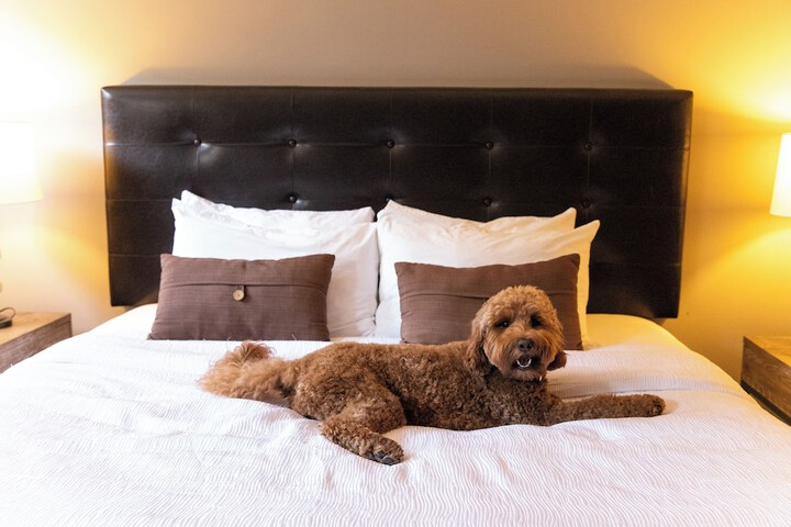Pet Friendly 116 of 122