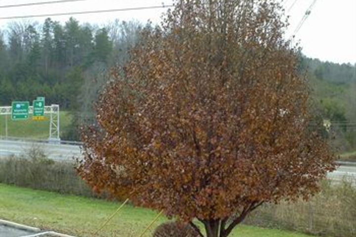Campton Parkway Inn