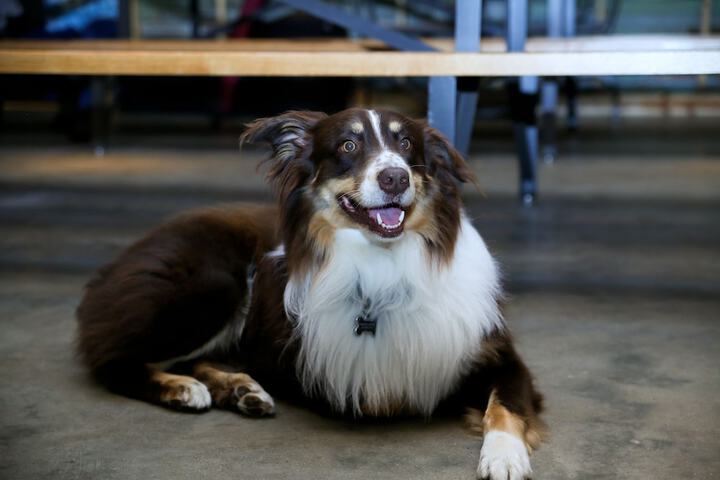 Pet Friendly 72 of 74
