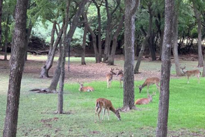 Salado Cottage Retreat near Downtown