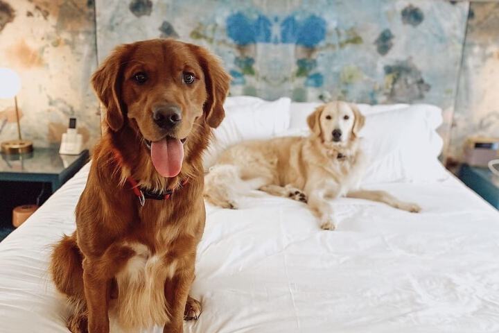 Pet Friendly 164 of 164