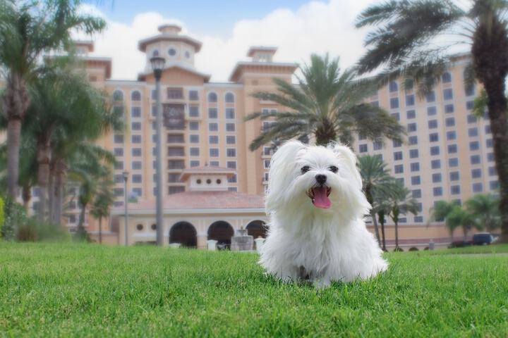Pet Friendly 168 of 172