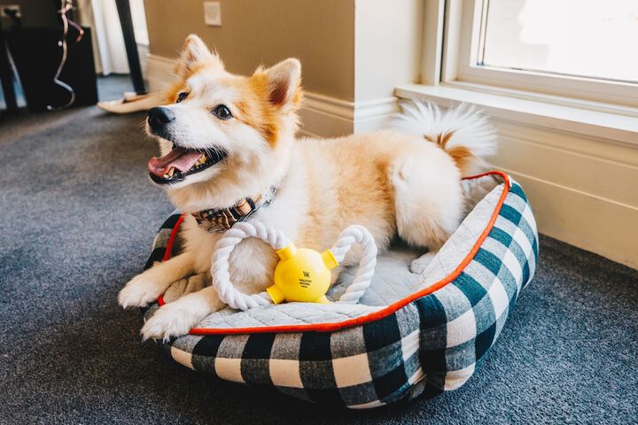 Pet Friendly 200 of 213