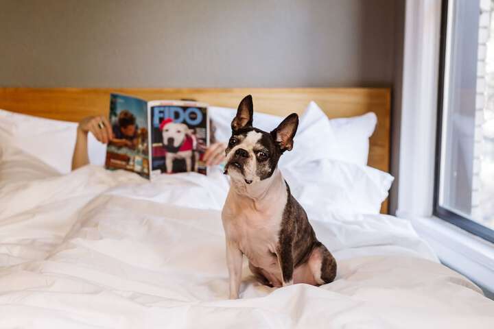 Pet Friendly 80 of 83
