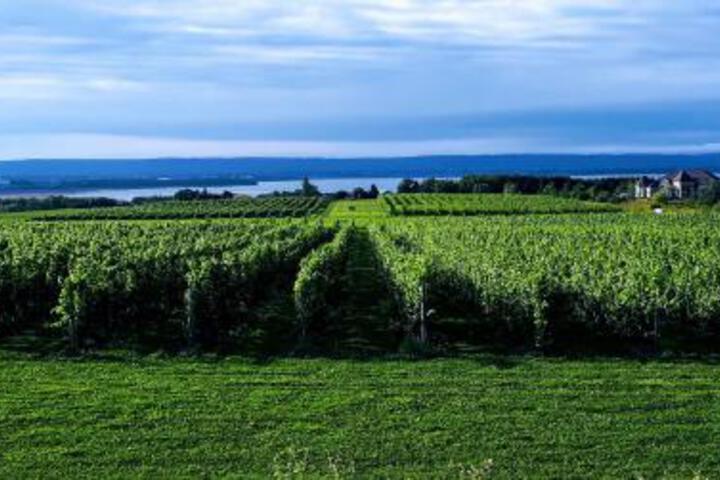 Raven Hill Vineyard