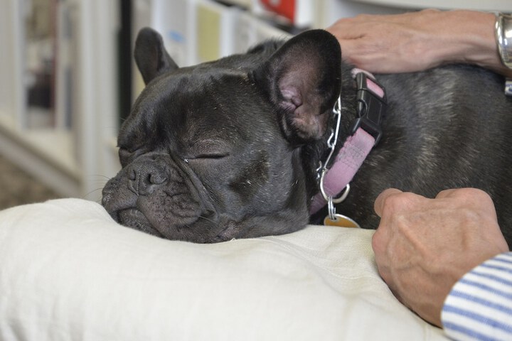 Pet Friendly 49 of 49
