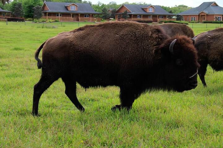 Westgate River Ranch Resort & Rodeo