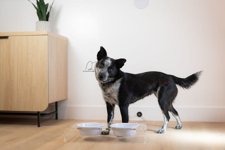 Pet Friendly 102 of 105