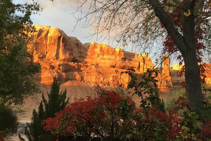 The Canyon Wren