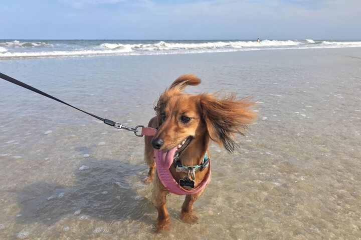 Pet Friendly 85 of 87