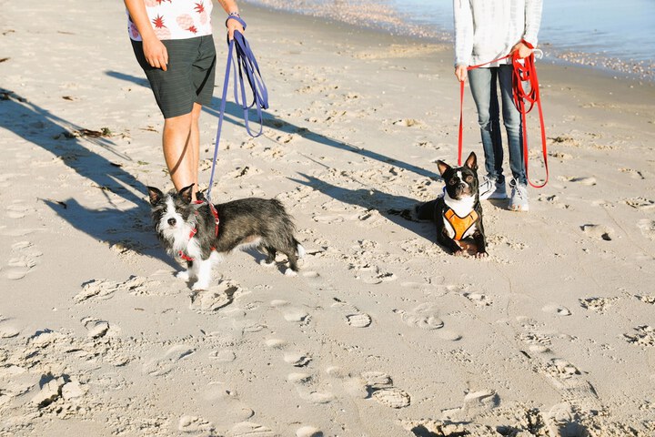Pet Friendly 227 of 230