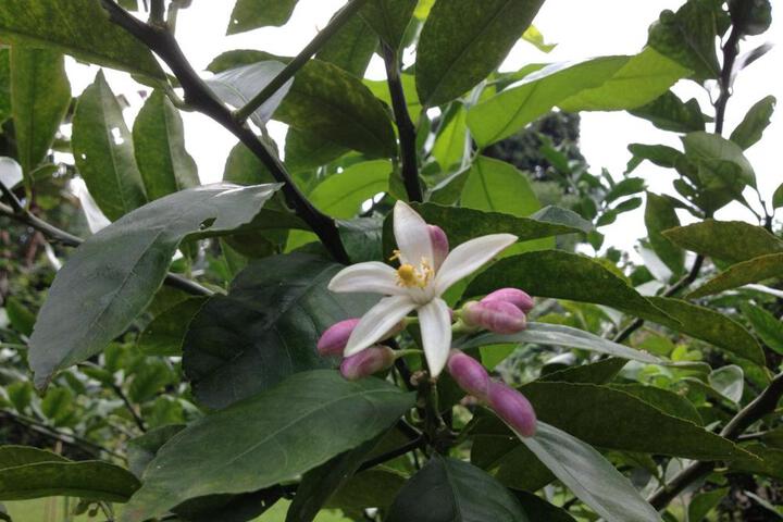 Heavenly Hana Paradise