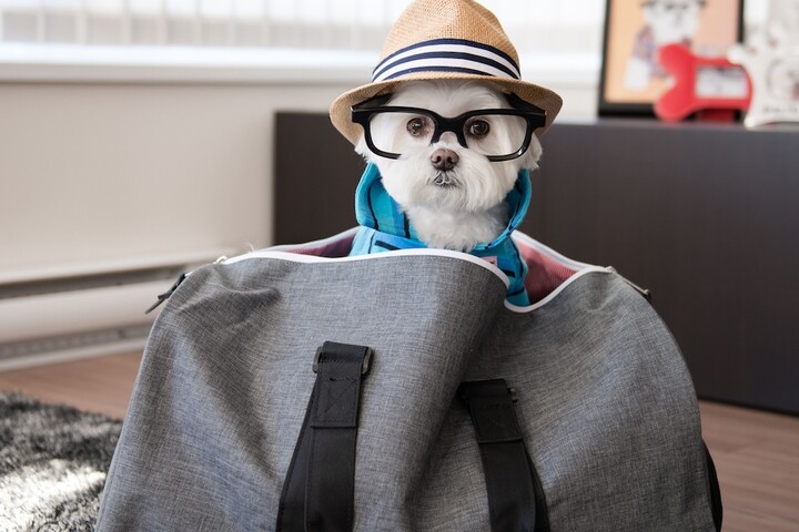 Pet Friendly 44 of 48