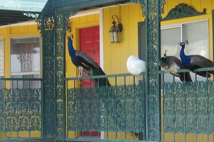 Shady Lady Bed & Breakfast
