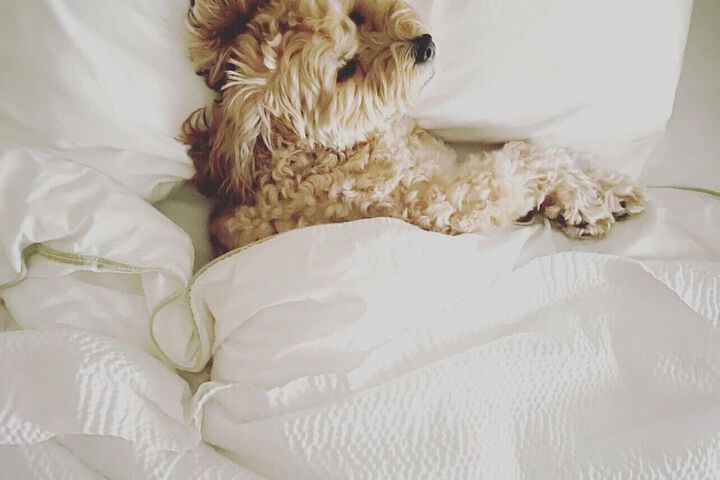 Pet Friendly 53 of 53