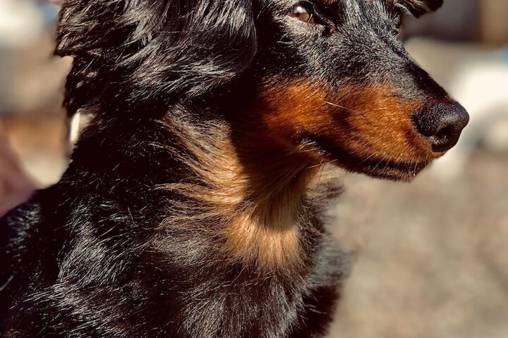 Pet Friendly 41 of 42