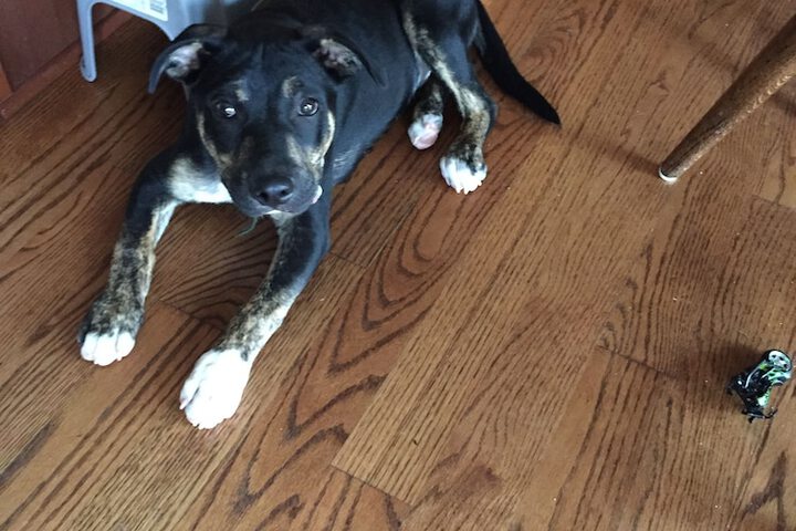 Pet Friendly 62 of 79