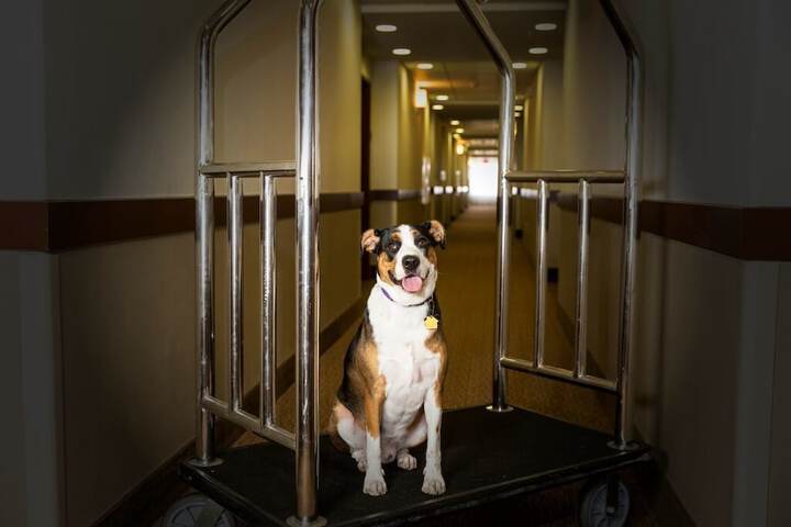 Pet Friendly 64 of 74