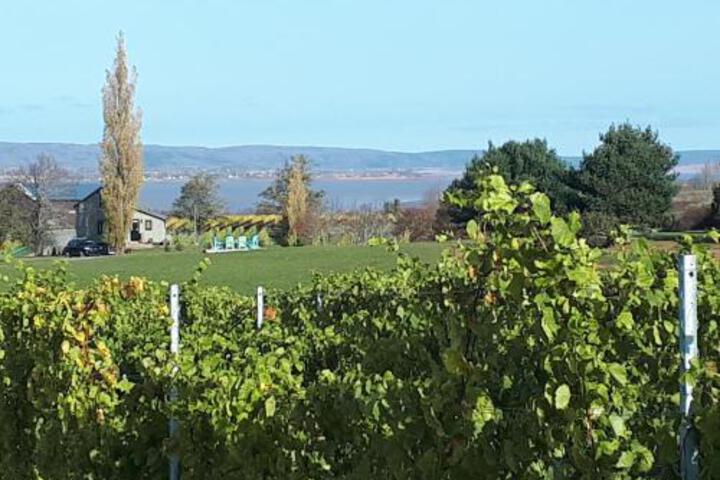 Raven Hill Vineyard